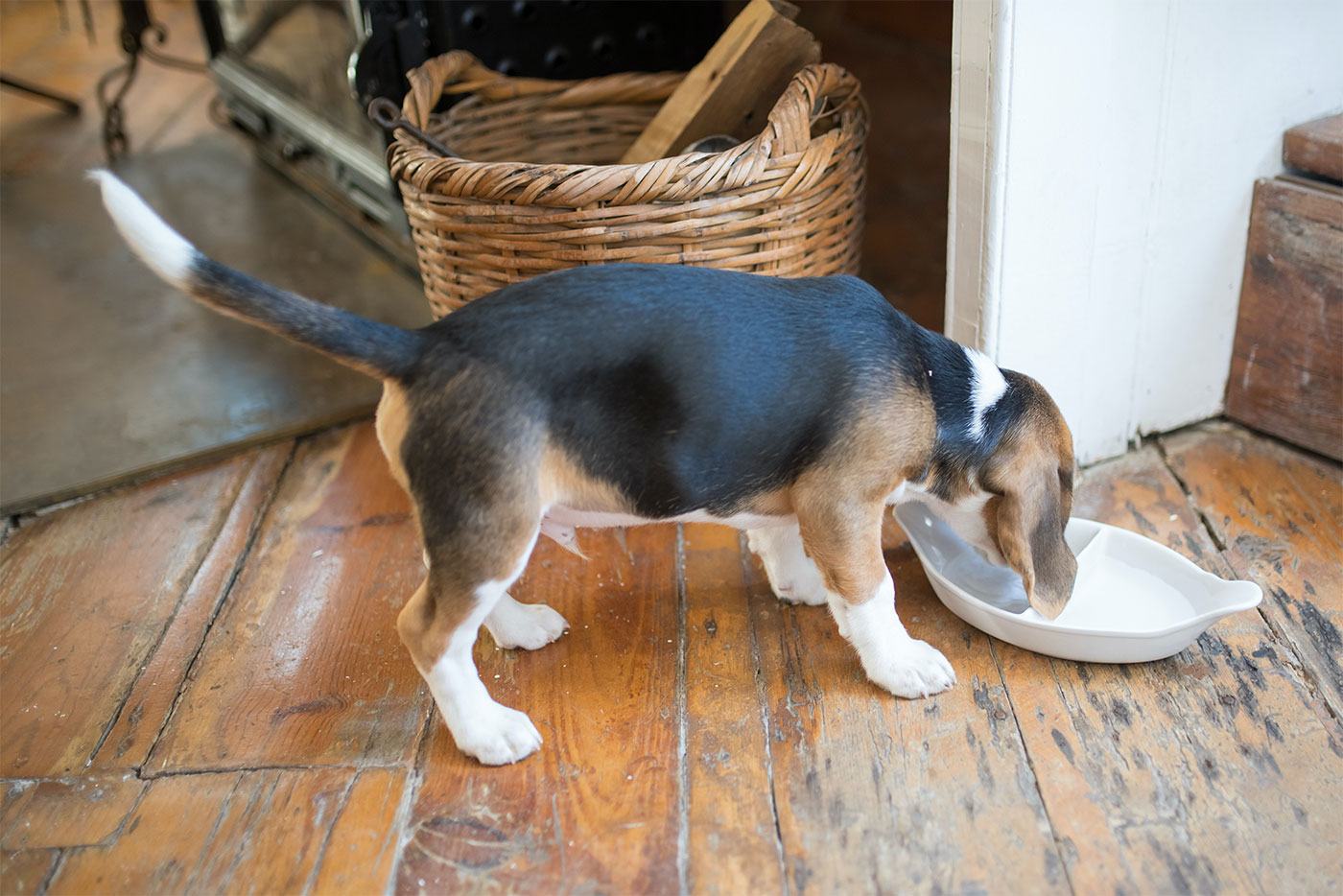 Tout savoir sur l'alimentation du Beagle